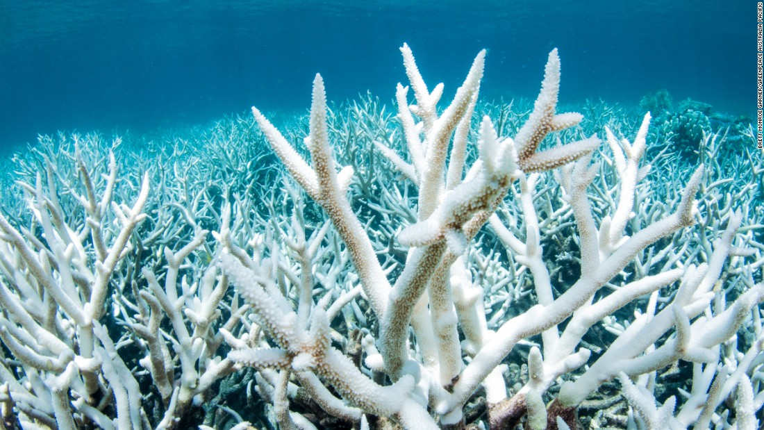 170309160059 coral bleaching 04 super tease