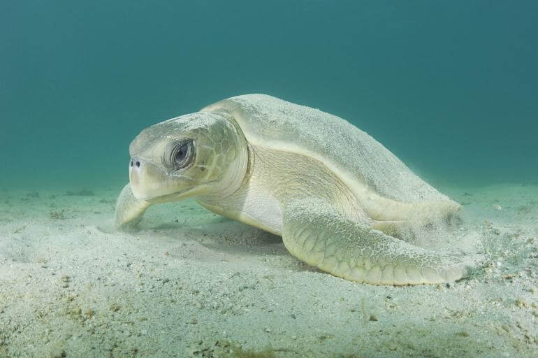 tortuga bastarda1